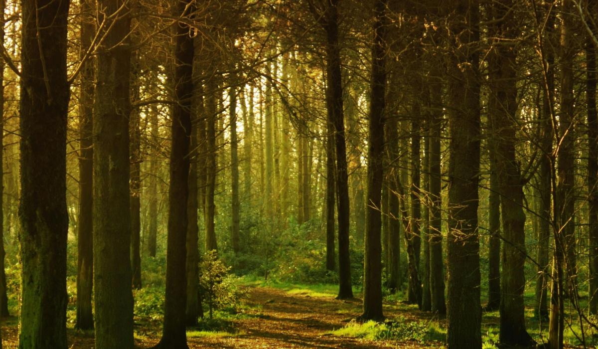 Heritage Organisations Support Fund now open for applications