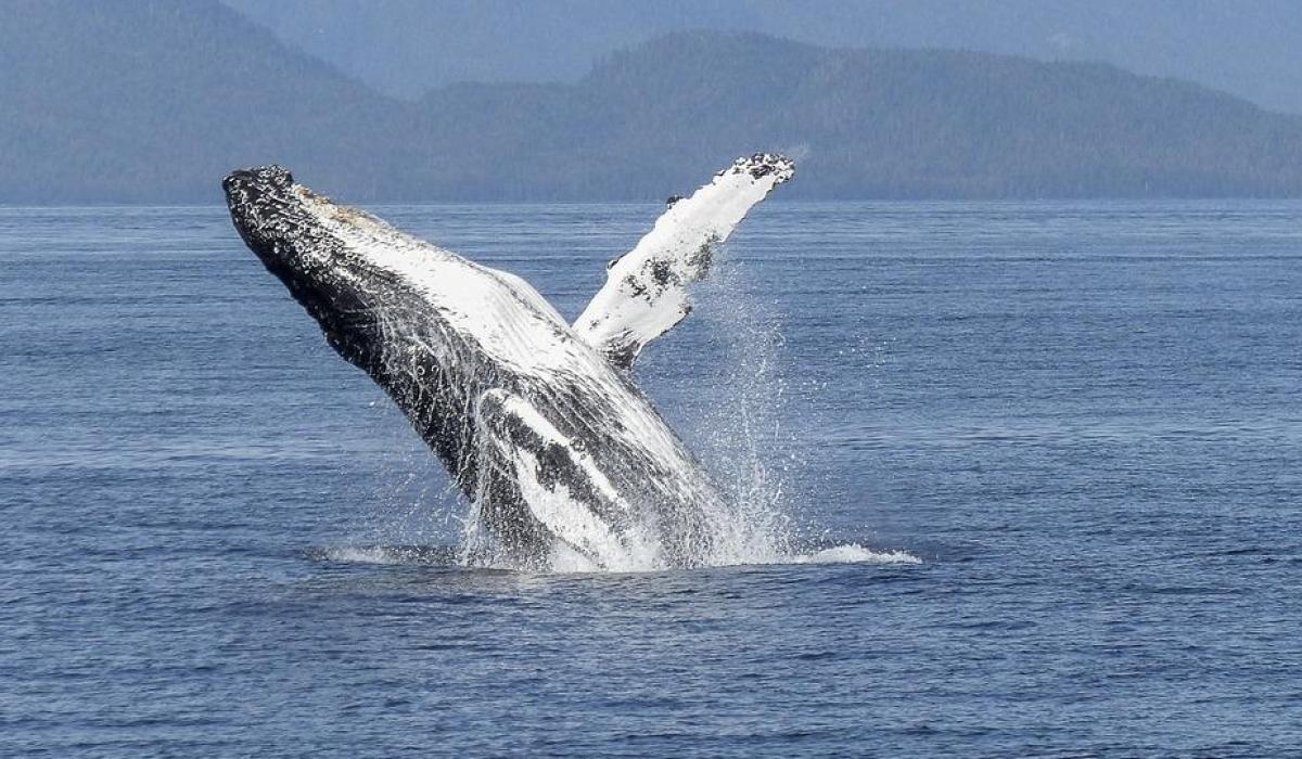 Irish Whale and Dolphin Group roadshow coming to Letterkenny