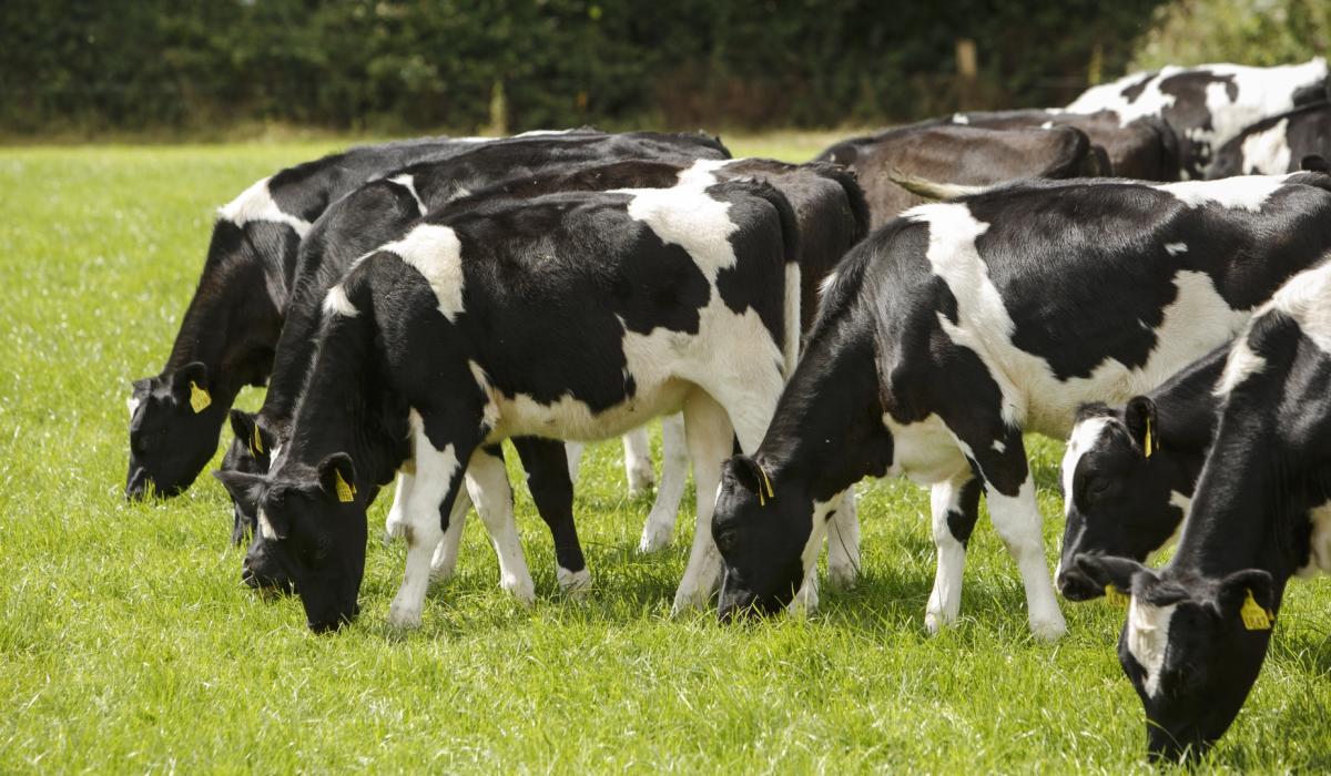 Animal Health Ireland urges Donegal farmers to act fast on BVD eradication