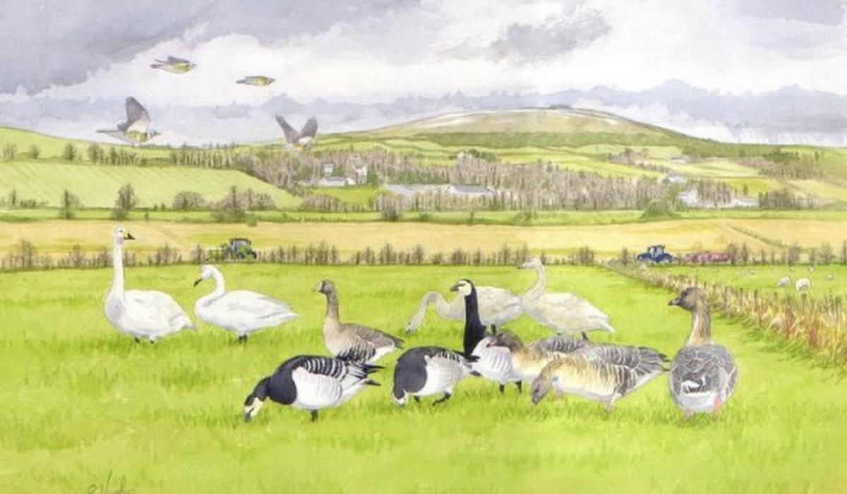 Have your say on Donegal’s new Biodiversity Action Plan