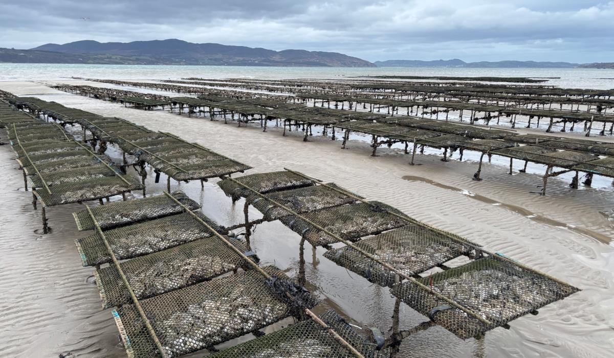 Online petition challenges Lough Swilly oyster farm plan