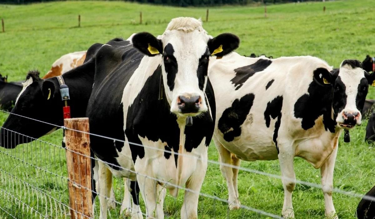 Farming Column: Tackling Bovine TB together, on both sides of the border