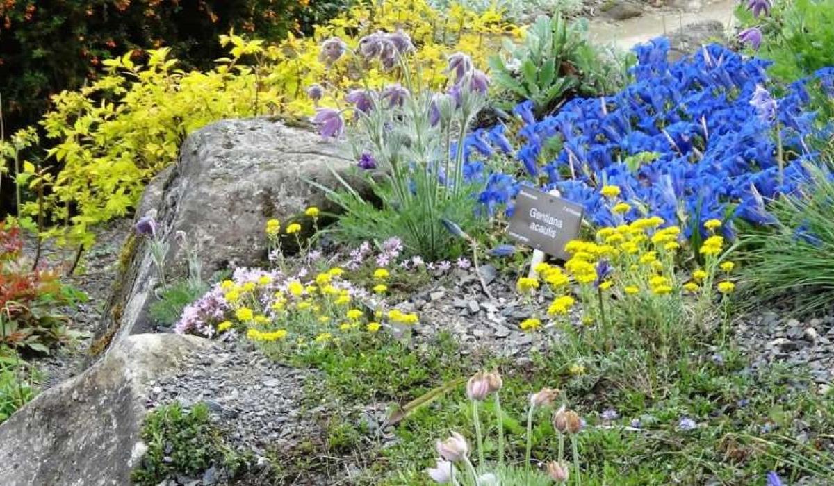 Expert advice on everything from alpines to polytunnels at Swilly Gardening Club