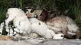 Dead Lambs
