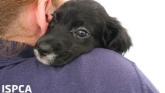 Workers cry for help in threatened closure of ISPCA centre in Donegal
