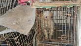 Gardaí in Glenties seize 14 dogs found after search of property