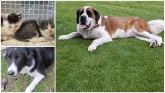 'Hopefully this time it will be a forever home' for second-time rescue dog Toby