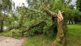 Motorists urged to drive with care due to fallen tree in Manorcunningham area