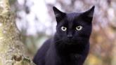 Donegal ranked in the top five most superstitious counties