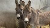 Donegal donkey sanctuary launches appeal for winter bedding and feeding
