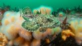 In pictures: Explore Donegal underwater in ‘Beneath Irish Seas’