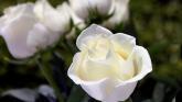 Death notices and funeral arrangements for Donegal on Sunday, October 19