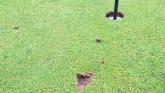 Buncrana Golf Club threaten to ban culprits who left divot marks on green