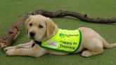 Festive fun coming to Letterkenny in support of Irish Guide Dogs