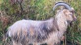 Animals in Need Donegal appeal to find owner of missing goat