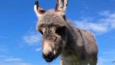 Donegal Donkey Sanctuary launches Christmas treats appeal for Baby Rose and friends
