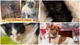 Eight cats rescued in Donegal in the first five days of 2026