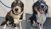 Collies found in Convoy and Clonmany waiting to be reclaimed in Letterkenny
