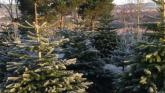 Final date approaches for Donegal County Council Christmas tree recycling scheme