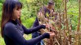 Dealing with the threat of invasive plants and helping to restore natural harmony