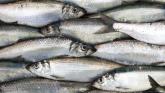 Donegal fishing vessel Master faces Circuit Court trial over herring landings