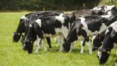 Cow destroyed after consuming aluminium can discarded in Donegal field