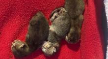 Animals in Need Donegal rescues newborn premature kittens