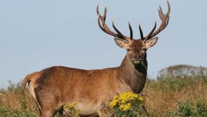 Motorists warned of the risk of collisions with deer
