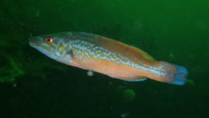 Horn Head marine life a highlight of Sheephaven dive