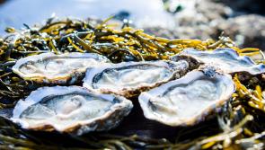 Oyster farm application for Keadue strand withdrawn
