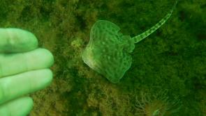 A new dive site for Sheephaven SAC