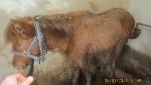 Donegal man given three month suspended jail sentence after dead and emaciated animals found on farm