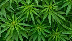 Breaking news: Donegal gardaí carrying out drug busts this evening 