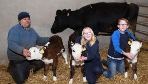 Cow gives birth to triplet calves on  Donegal farm