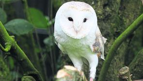 Payment on offer for farmers to provide nest boxes for barn owls
