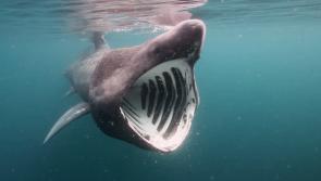 Basking sharks, the giants often seen in Donegal waters on endangered list