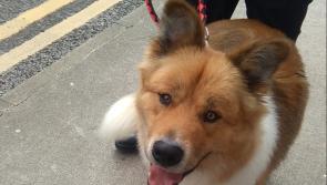 Update: Wandering dog is collected by its owner in Donegal town