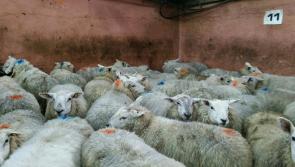 Welcome news for Donegal farmers as Glas payments are released