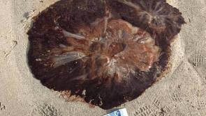 Warning after dangerous jellyfish found on Donegal beach