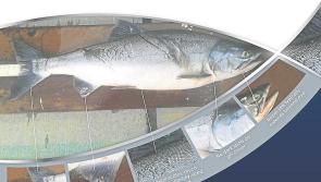 Public urged to keep an eye out for Pacific salmon seen in Irish rivers