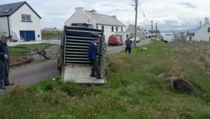 Watch cattle arrive at their final destination in pasture new on Tory Island