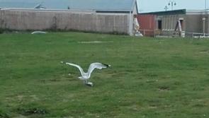 Efforts continue to assist injured seagull in Bundoran
