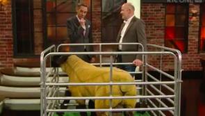 Donegal sheep breeder names Ireland’s most expensive lamb on Late, Late