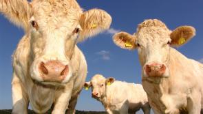 Farmers urged to take steps to protect livestock during hot weather - McConalogue
