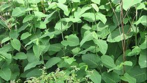 Good news on Dungloe's  threatened  Knotweed infestation 