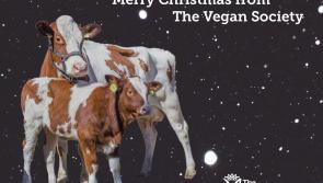 How to host a vegan this Christmas