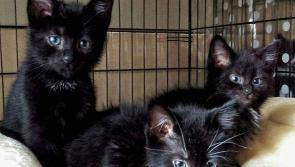 Animals In Need Donegal urging people to adopt a black cat