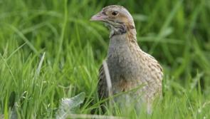 Donegal project launch to help save disappearing corncrakes 