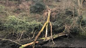 No budget to deal with fallen trees at popular Donegal Town Bank Walk