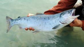 Loughs Agency to keep catch and release system for salmon anglers in 2024